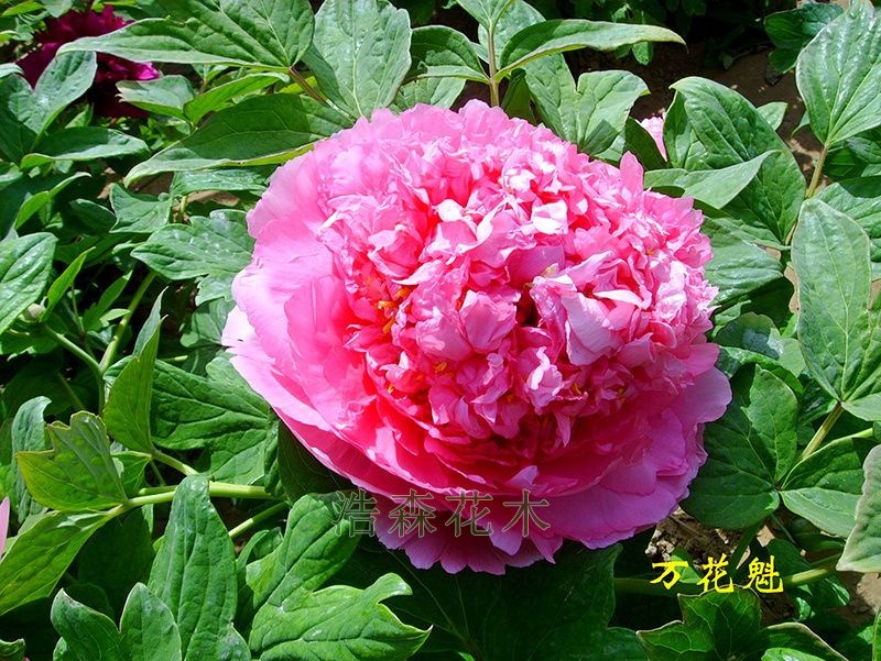 萬(wàn)花魁
