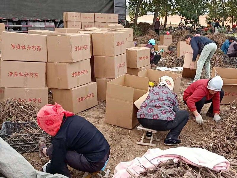 30000棵牡丹芍藥發(fā)往上海工地